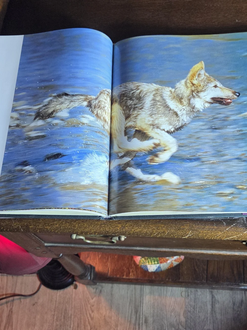 Wolves by – Purple Cover Coffee Table Book